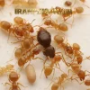 نابودی مورچه ها