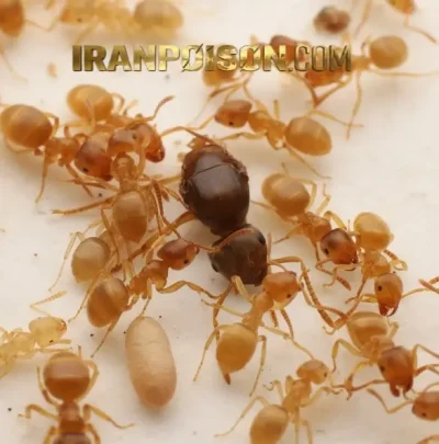 نابودی مورچه ها