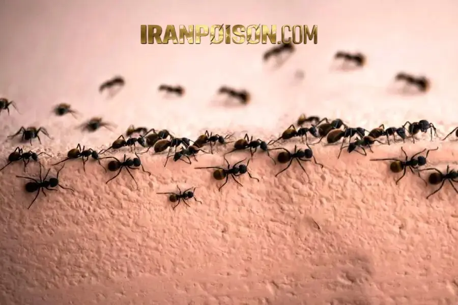 کاربردهای سم مورچه کش آکواپای