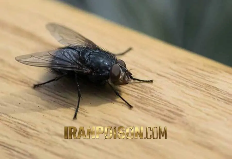 سم کشنده مگس آکواپای