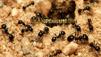 بهترین سم مورچه