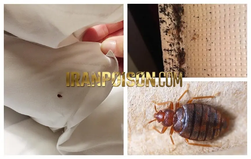 نابود کردن ساس