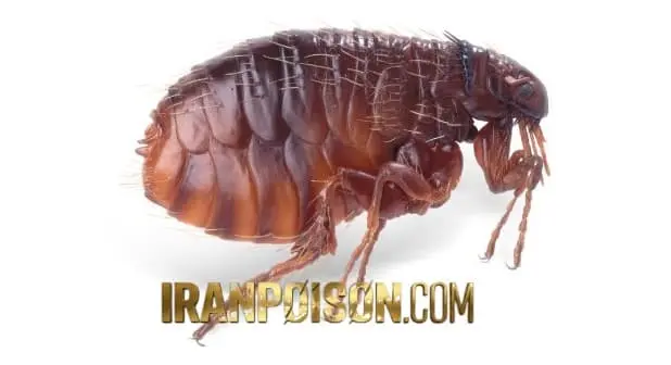 بهترین سم کک