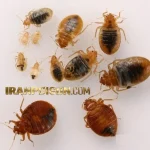 آیا یکبار سمپاشی برای حذف کامل ساس کافی است؟