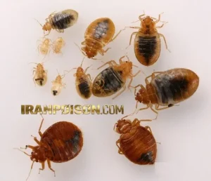 آیا یکبار سمپاشی برای حذف کامل ساس کافی است؟