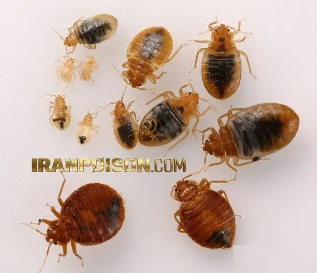 آیا یکبار سمپاشی برای حذف کامل ساس کافی است؟