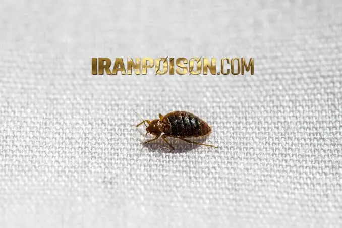 بعد از سمپاشی چه کارهایی انجام دهیم؟