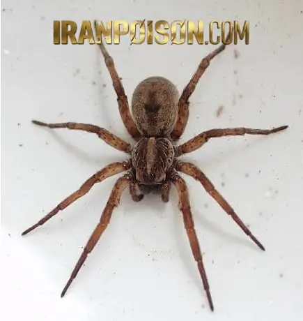 ویژگیهای سم کشنده عنکبوت مفتس