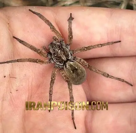 نحوه استفاده از سم عنکبوت مفتس