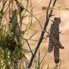 نحوه مصرف سم ملخ K-Obiol