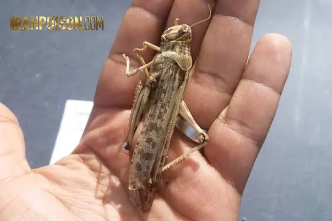 سم ملخ کش