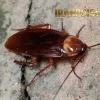 چه سمی برای سوسک هست؟