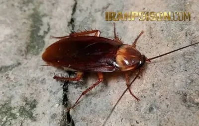 چه سمی برای سوسک هست؟
