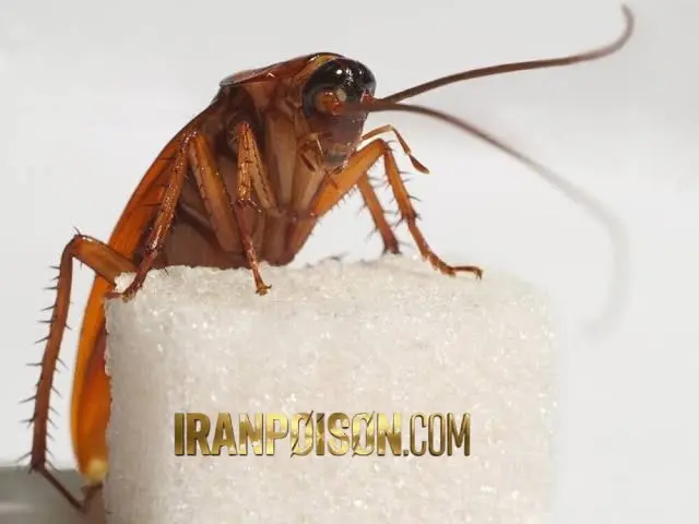سم سوسک‌کش مایع
