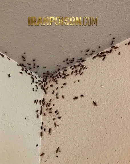 به نظر شما چجوری سوسک ها را نابود بکنیم؟!