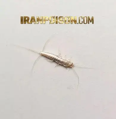 معرفی سم ماهی نقره ای آکواپای