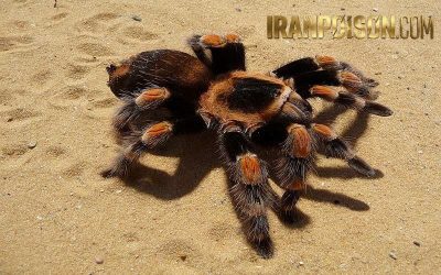 نحوه مصرف سم رتیل کش مونوکن