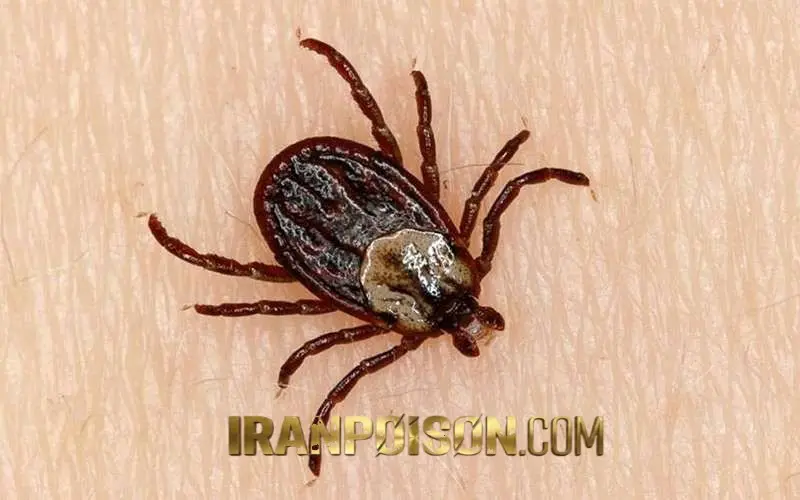 از بین بردن انواع کنه